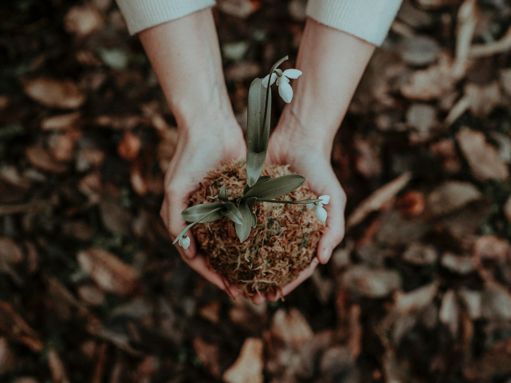 person holding white flower in her hands