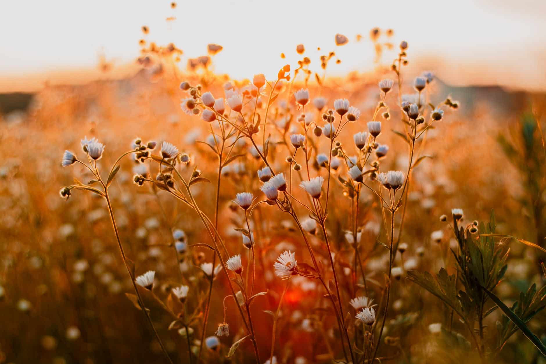 blog close up photo of flowers during daytime