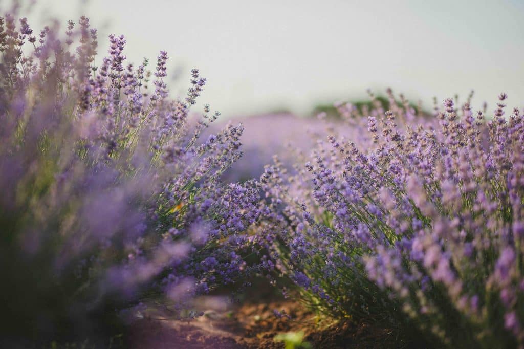 purple flower field