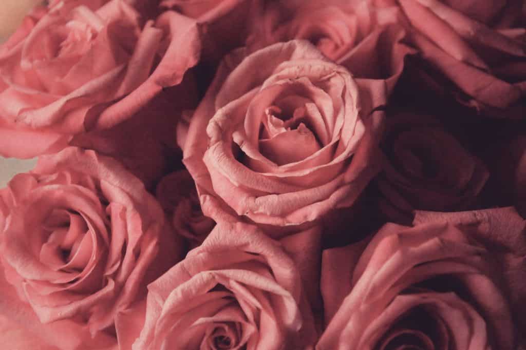 pink roses